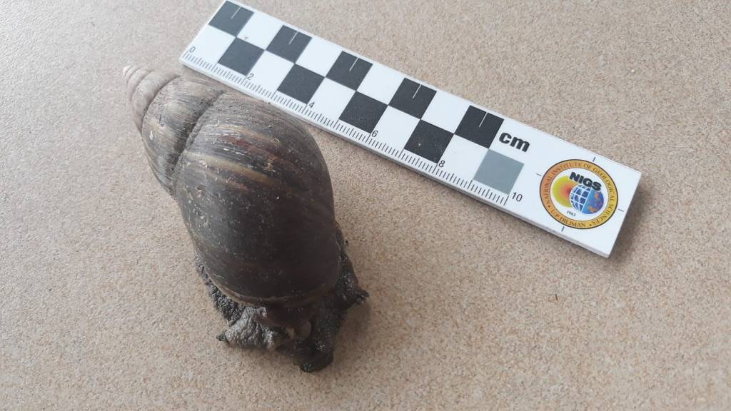 thefabulousscientist_homeschooling