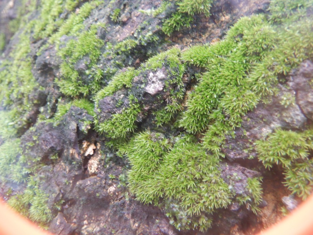 thefabulousscientist_homeschooling