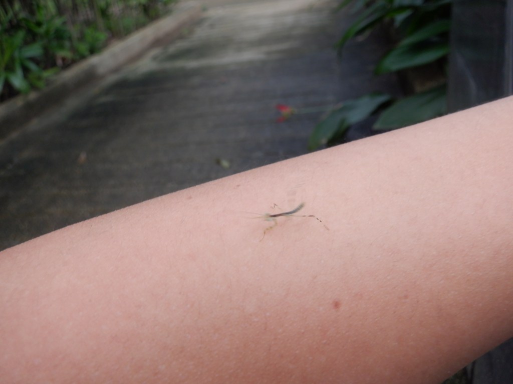 thefabulousscientist_homeschooling