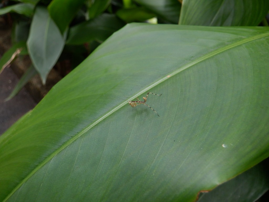 thefabulousscientist_homeschooling