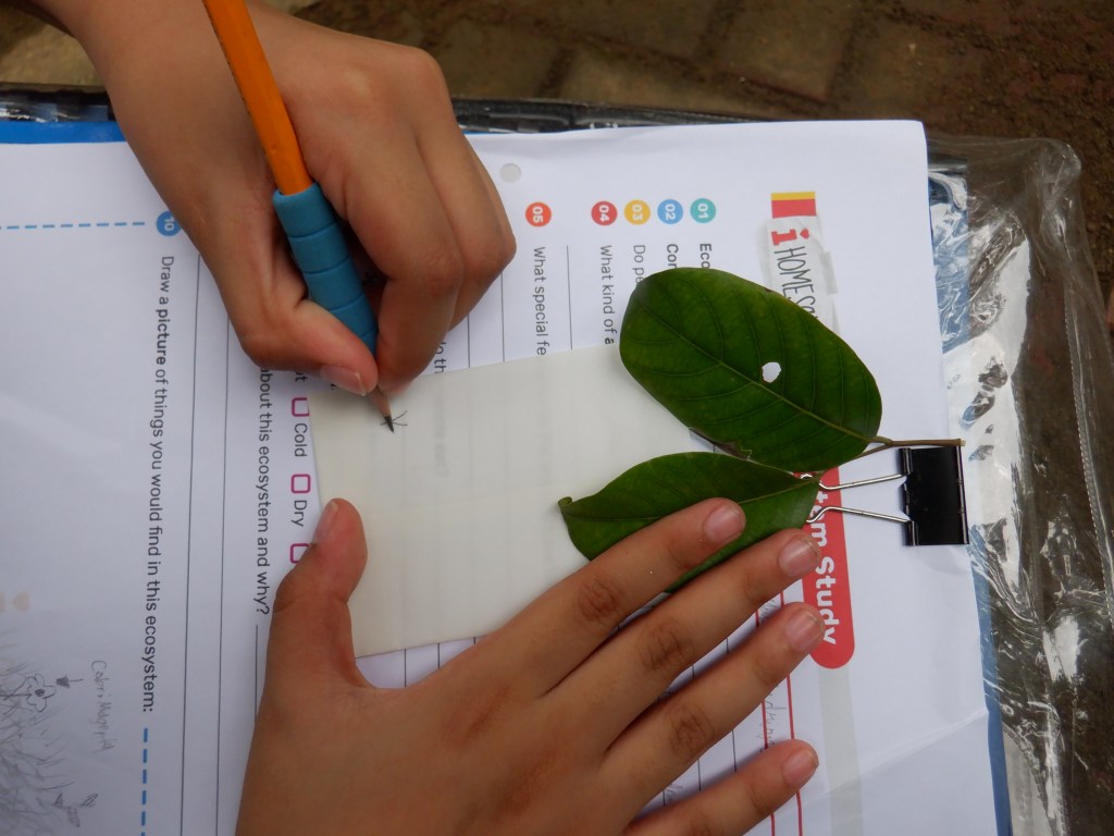 thefabulousscientist_homeschooling