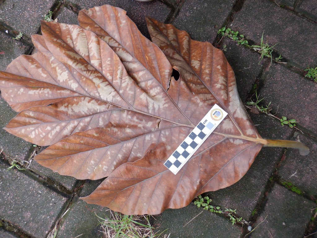 thefabulousscientist_homeschooling