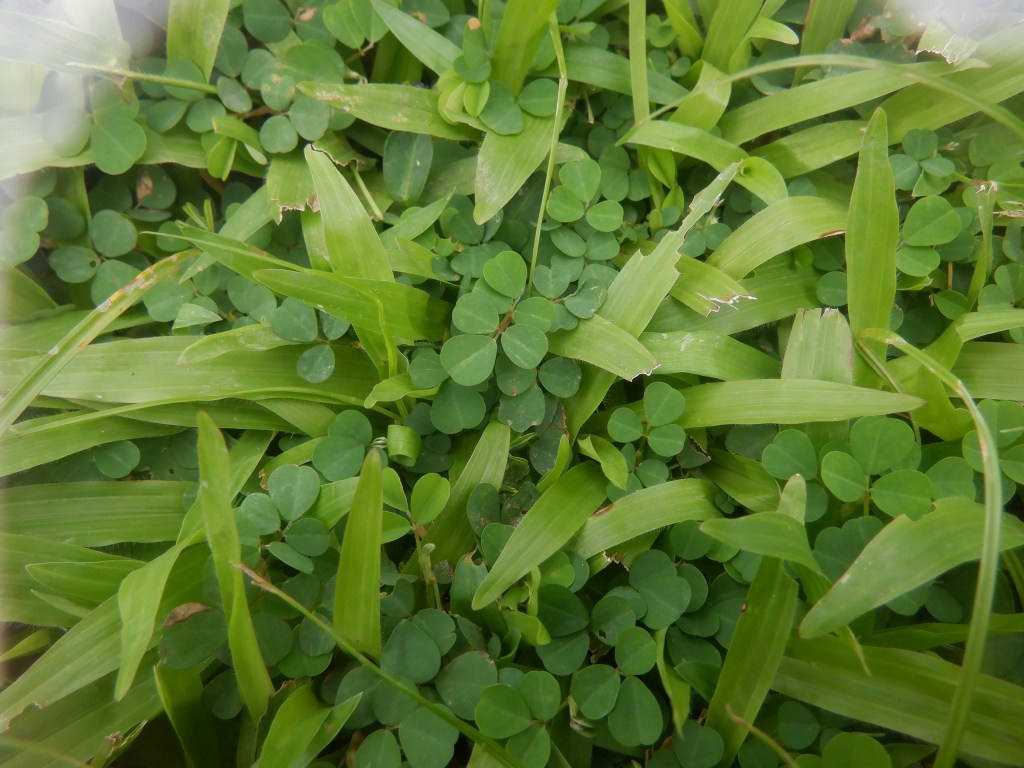 thefabulousscientist_homeschooling