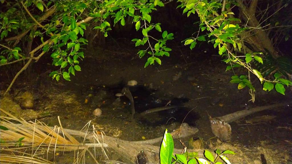 thefabulousscientist_mongpongisland