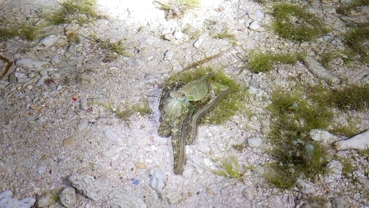 thefabulousscientist_mongpongisland