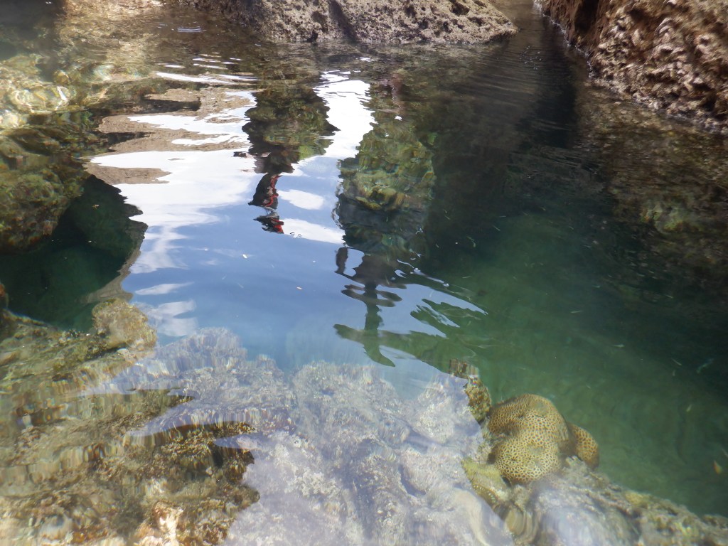 thefabulousscientist_mongpongisland