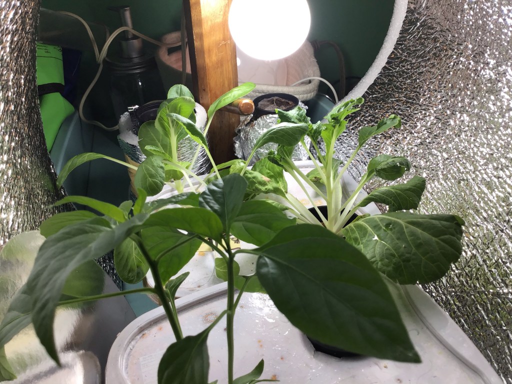 LED bulb as a cheap alternative grow light for plants