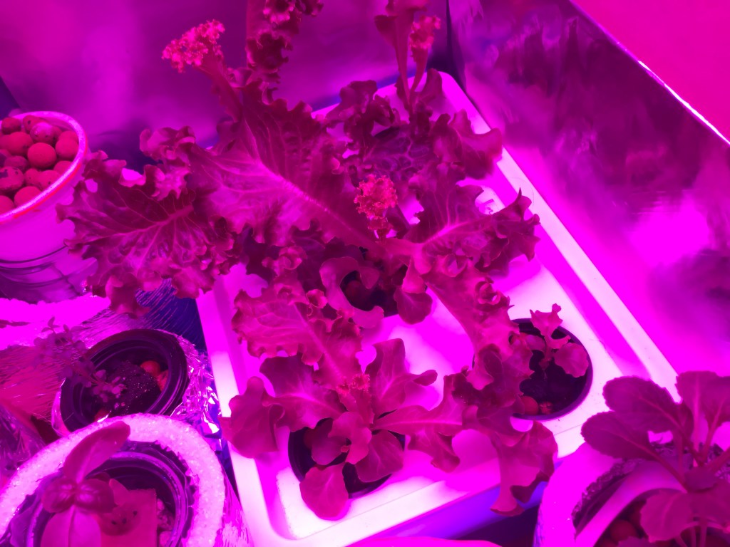 plants in Kratky hydroponics under grow light