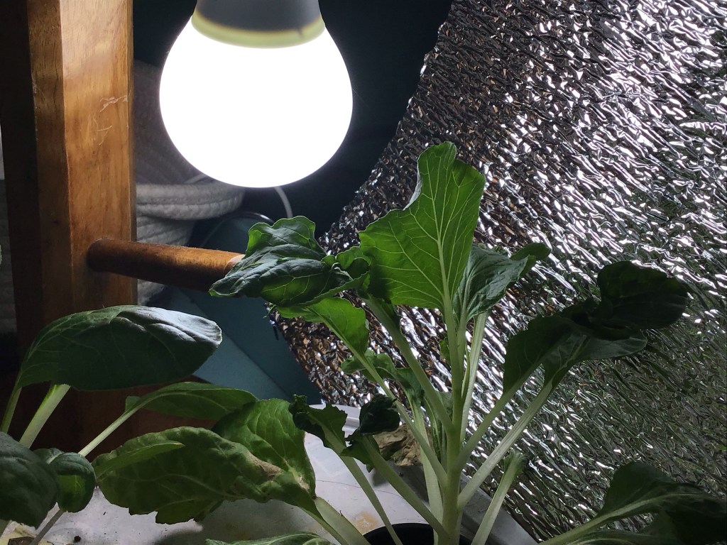 LED bulb as a cheap alternative grow light for plants