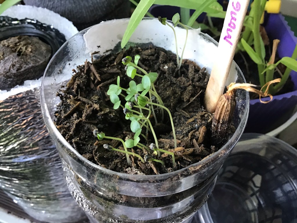 flowering plant from Mongpong Island growing in an improvised self-watering pot out of PET bottle
