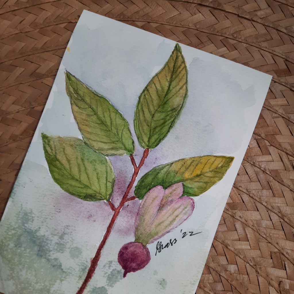 red lauan tree watercolor art