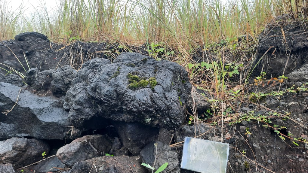 cauliflower bomb Mayon