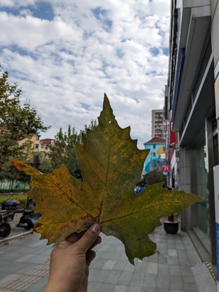 maple tree leaf in Shanghai