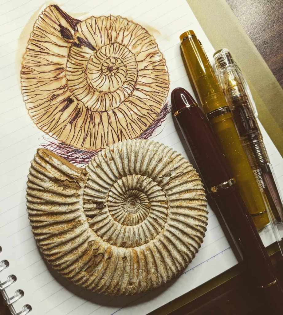 Platinum Preppy and Jinhao fountain pens plus my line-and-wash sketch of an ammonite fossil