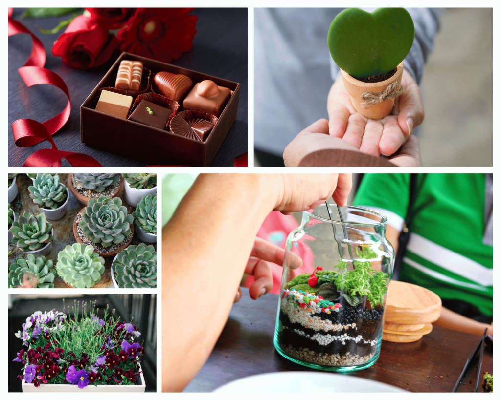 Potted plants and artisanal chocolates for Valentine's Gift