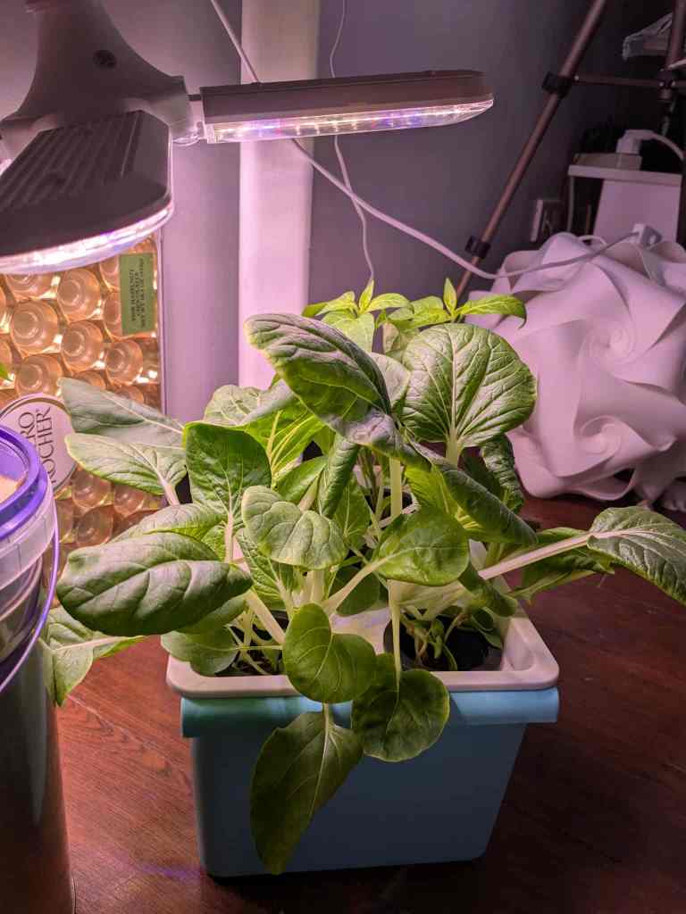 pechay growing via Kratky method and under a grow light