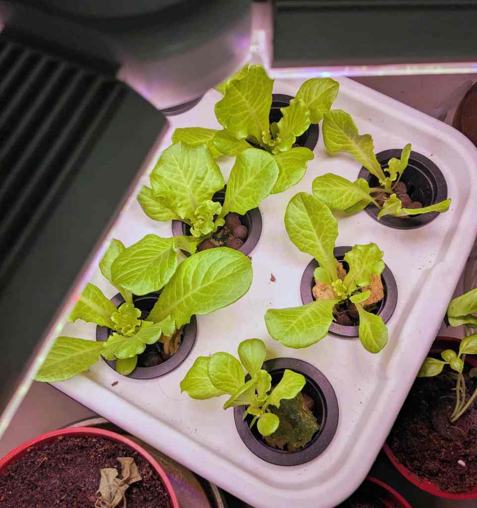 2 weeks old lettuce growing via hydroponics and grow light