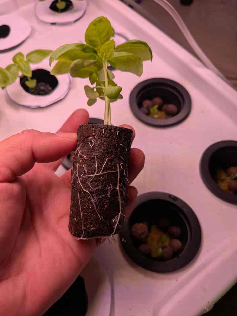 Genovese basil plant