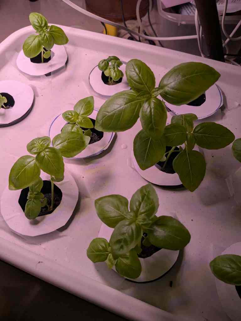 Genovese basil plants