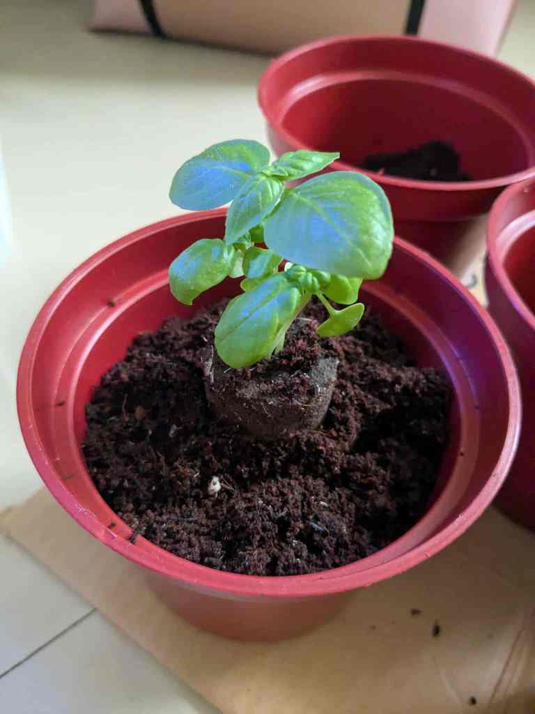 Genovese basil initially grown hydroponically and transplanted into a potting mix