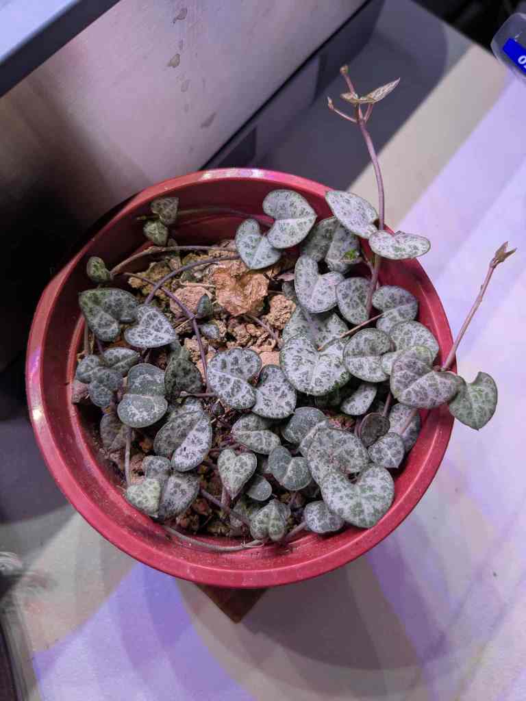string of hearts succulents growing under grow lights
