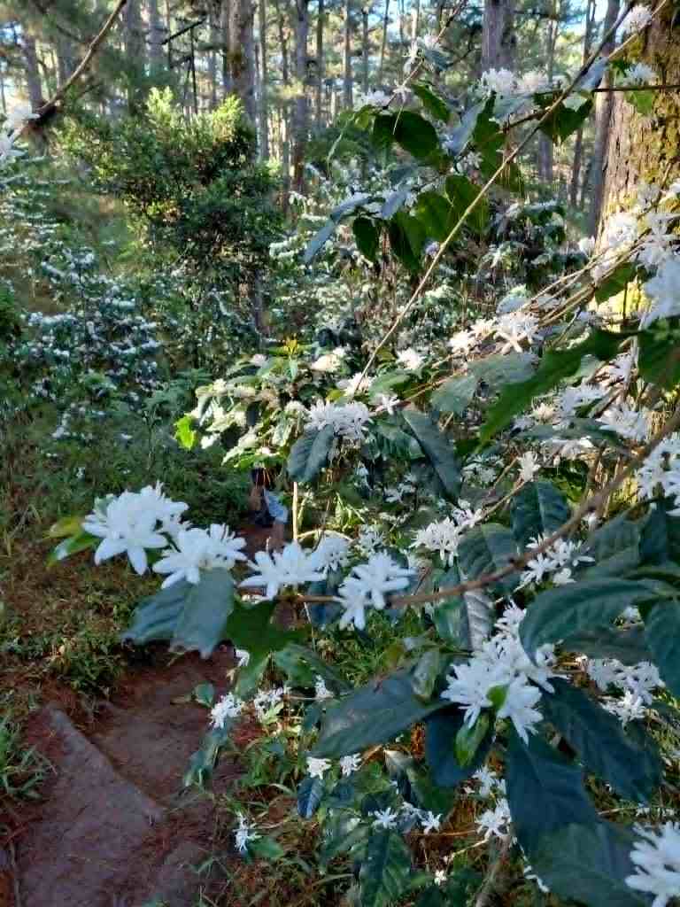blooming coffee trees